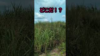 #サバゲー #ゲーム #アウトドア #かくれんぼ