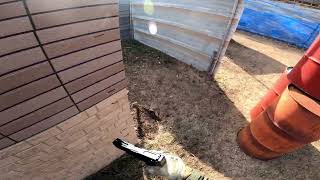 サバゲー動画　過去の栄光