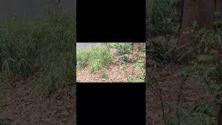 千葉の初心者おすすめ森林サバゲーフィールドのヤネックスです。#shorts  #airsoft #森林フィールド