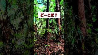 【小雨のかくれんぼ5ラスト】#サバゲー #ゲーム #アウトドア #ギリースーツ